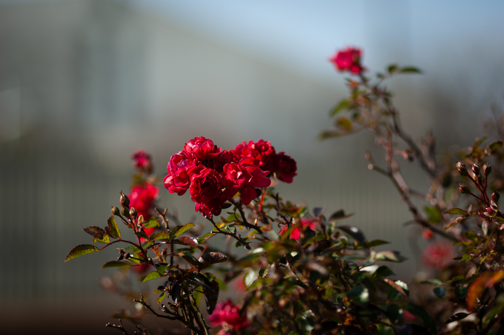 Autumn Roses