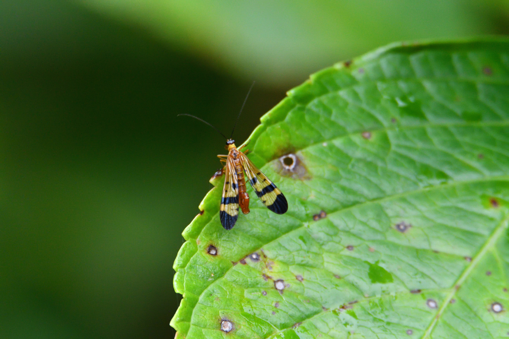 ヤマトシリアゲ