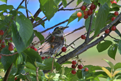 サクランボは美味しいよね