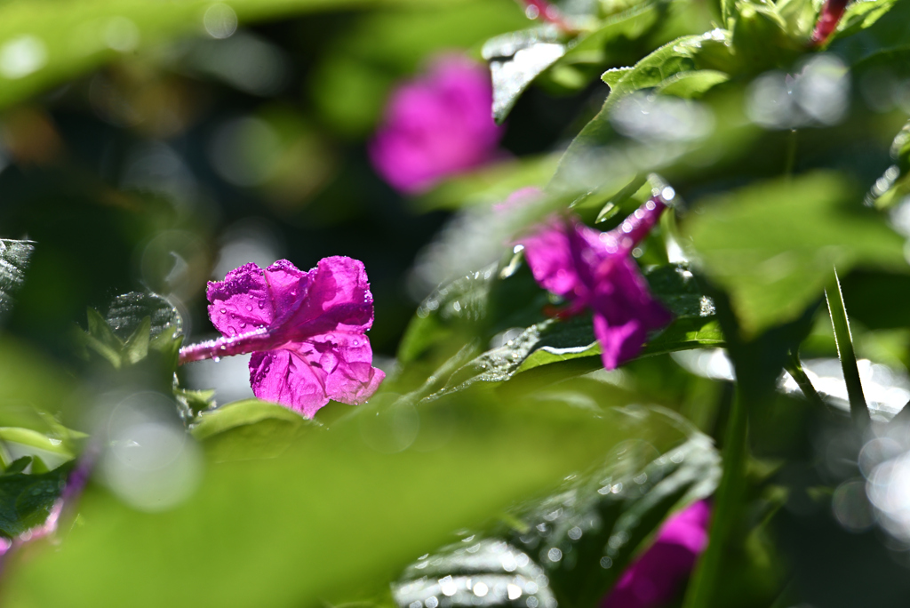 雨が上がった朝