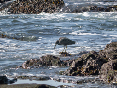 春めいた磯にて