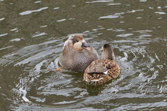 オカヨシガモの夫婦喧嘩