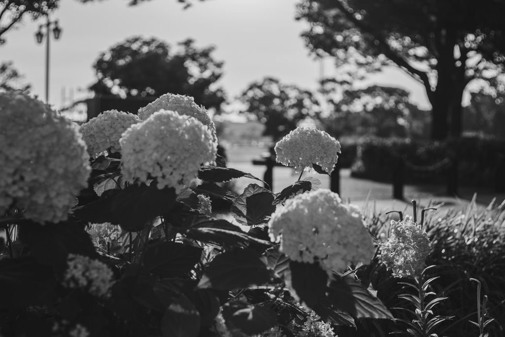海辺の公園