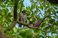 アオバズクの想い出