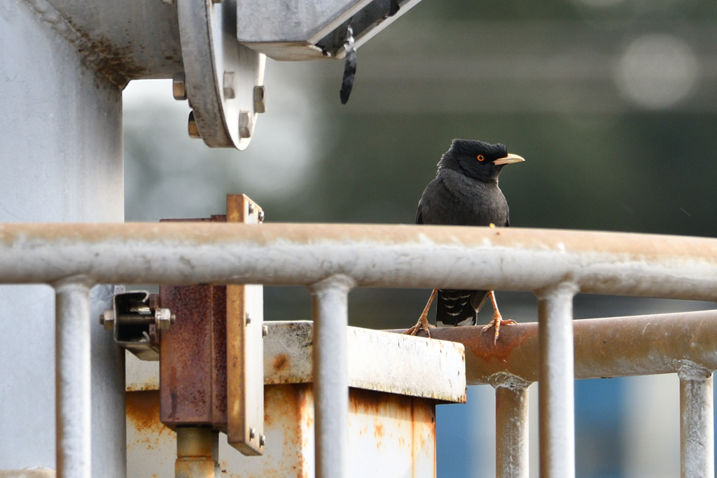 今日のハッカチョウ