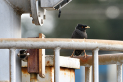 今日のハッカチョウ