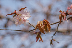 オールドレンズでキリトル３