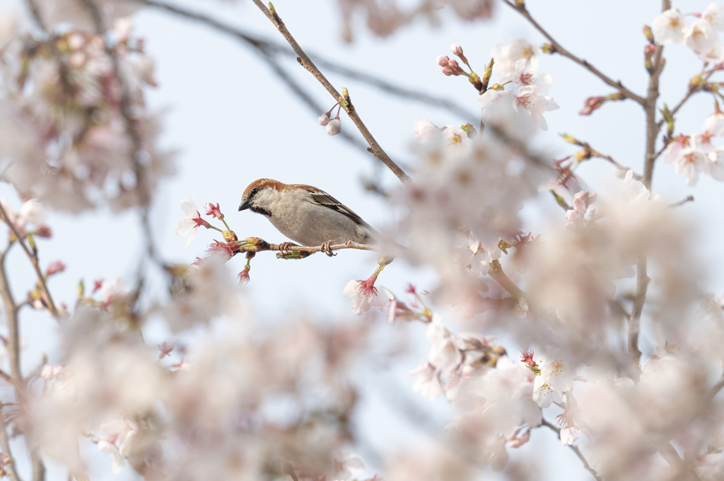 ニュウナイスズメ