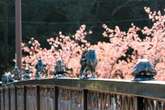 蛙桜（かわづざくら）