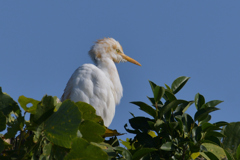アマサギ