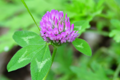 この時期に咲く花ですか？