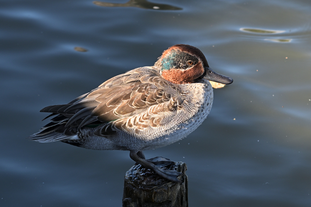 コガモ♂（換羽中）
