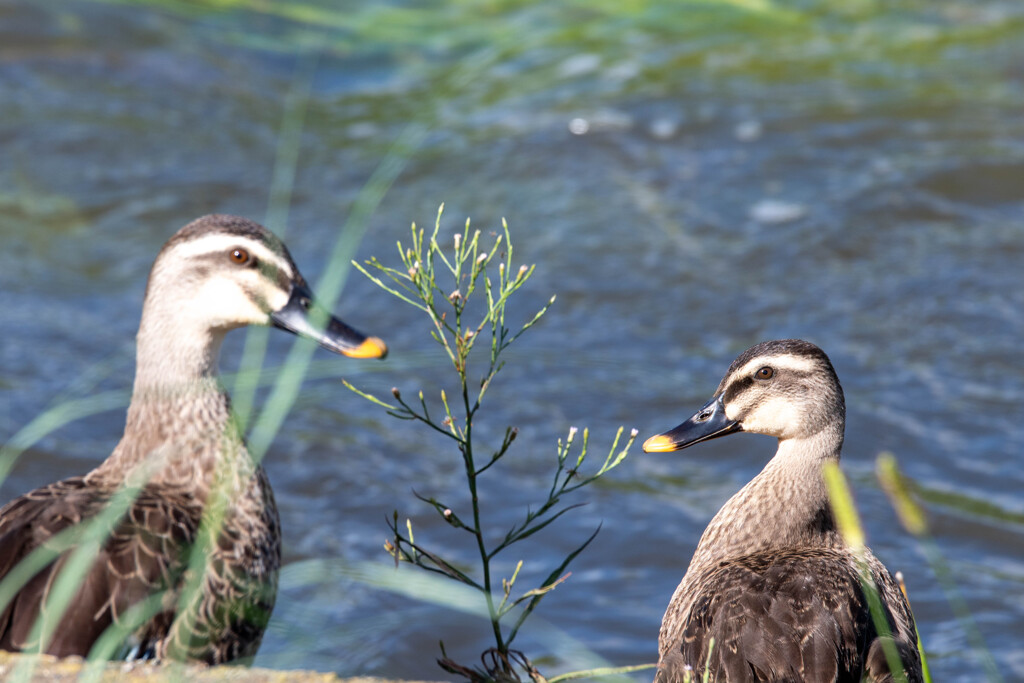 トリオ漫才で両側からツッコまれた気分
