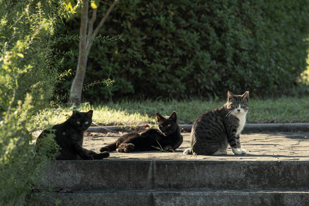 公園のネコ２
