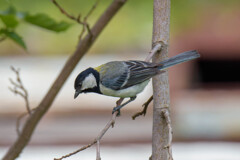 成鳥は久しぶり