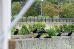 カワウの宴（？）