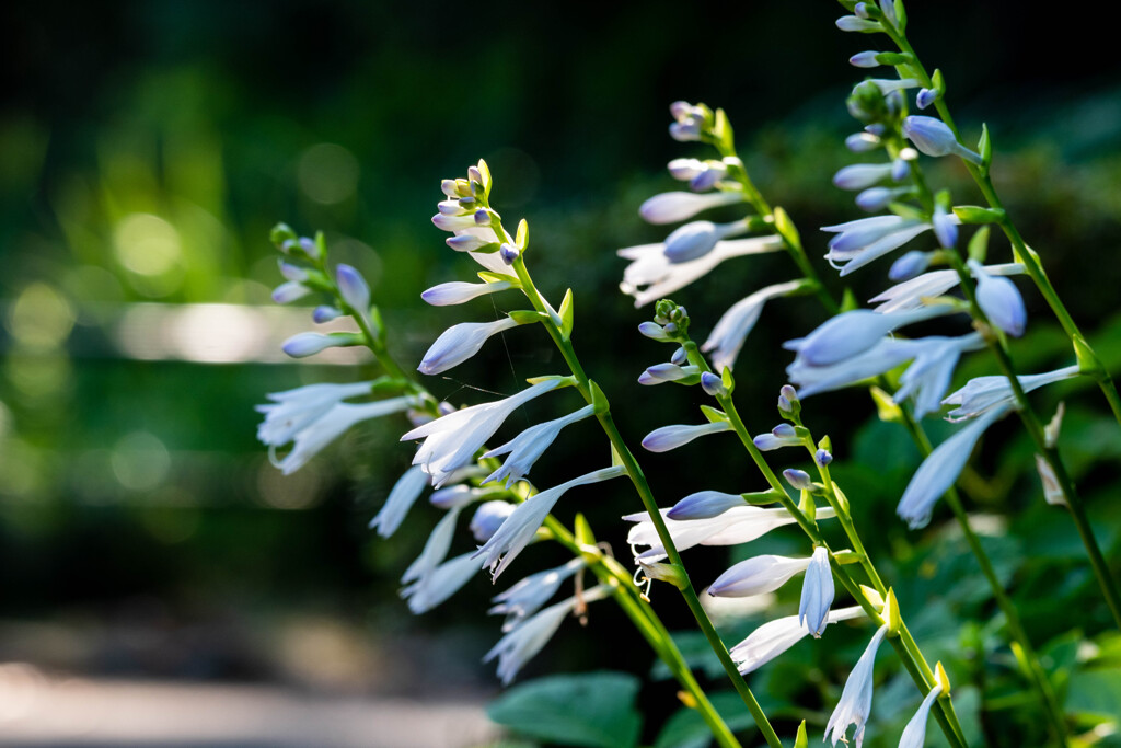 早朝の公園にて
