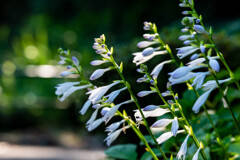 早朝の公園にて