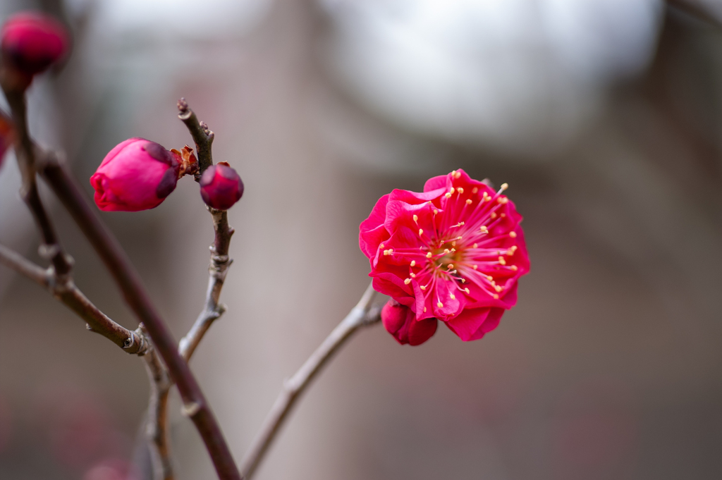 紅梅