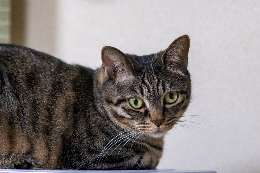 猫撮り