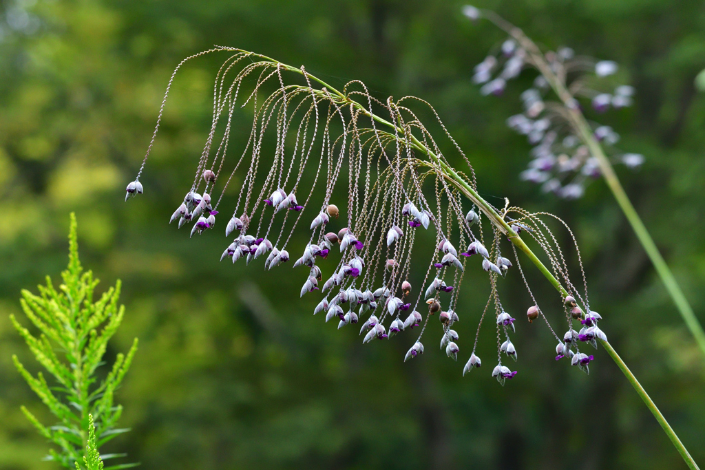 これは花？　実？　枯れてる？？
