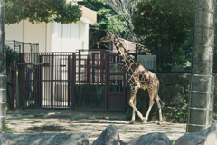 原体験の動物園