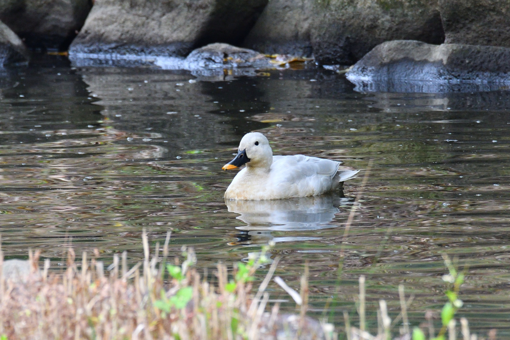 白いカルガモ