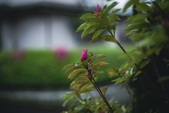 そぼ降る雨