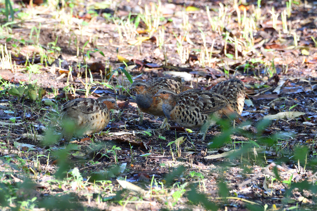 日陰のコジュケイ