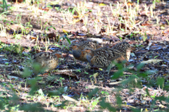 日陰のコジュケイ