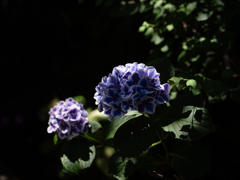 梅雨花風情 ２