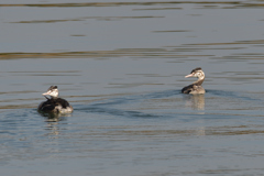 カンムリカイツブリの子達