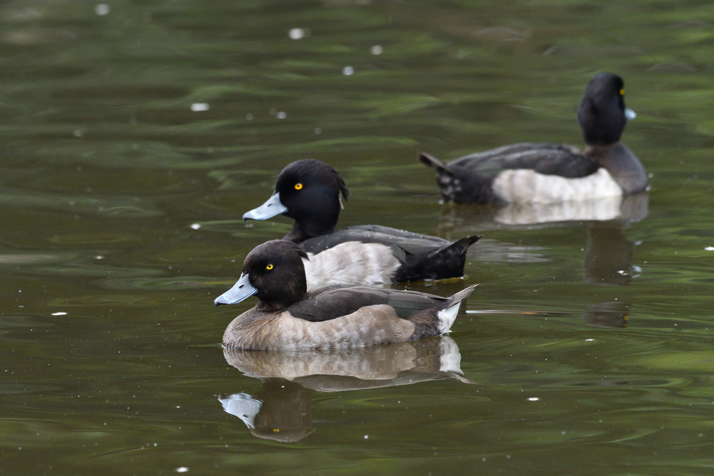 キンクロハジロも帰って来てました。