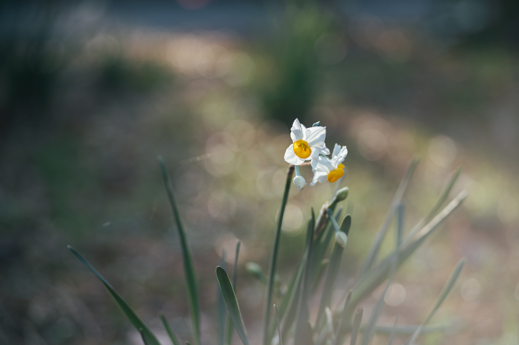 小春