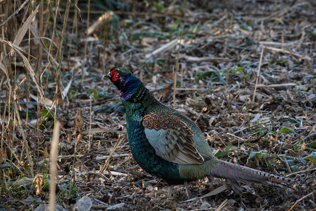 生憎キビ団子を持ち合わせていないのだが…
