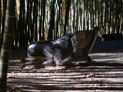 誘われたアタシはカブトムシ