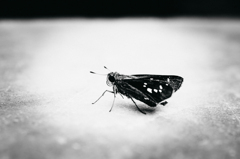 Skipper