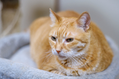 ウチの猫１（定期）