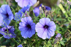 馬入ふれあい公園の花３