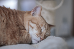 猫は寝てる