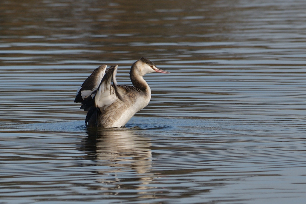 カンムリカイツブリ