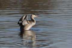 カンムリカイツブリ