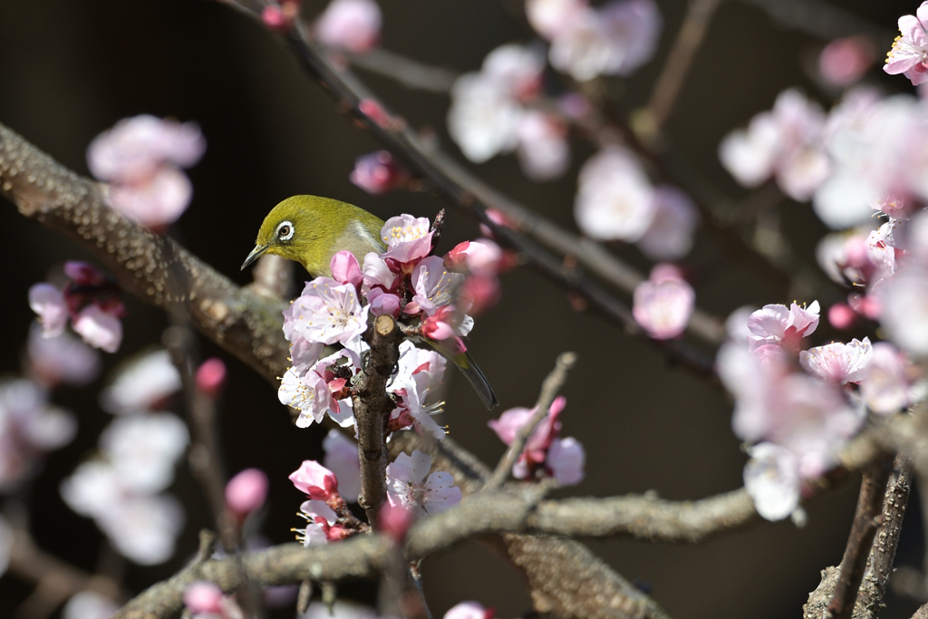 花札っぽい世界観