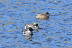 ヨシガモ来てます。