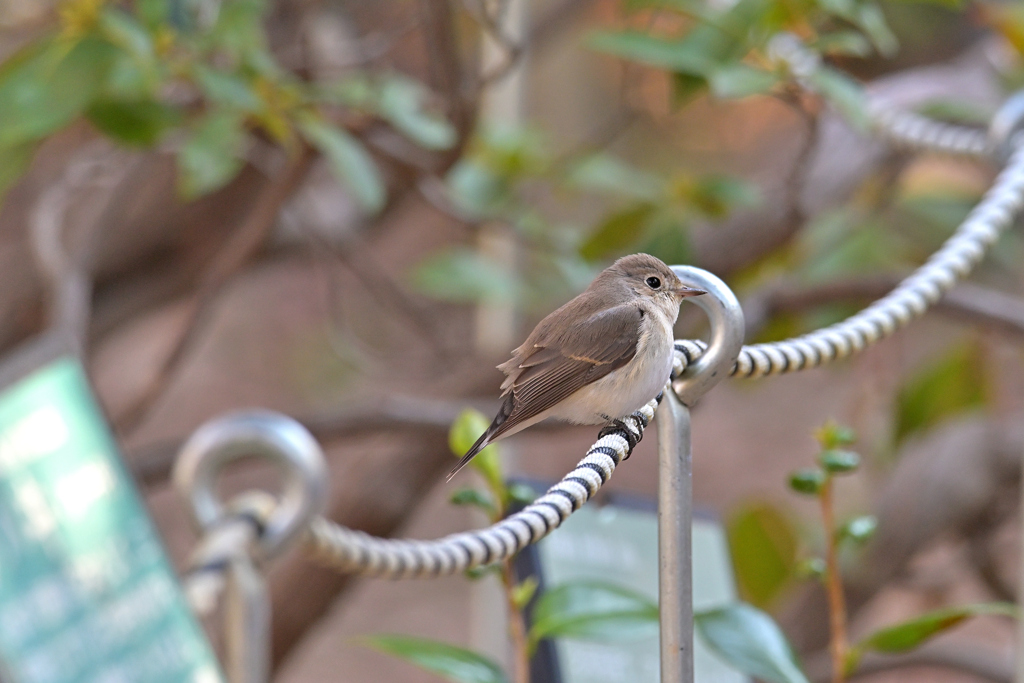 ニシオジロビタキ ３