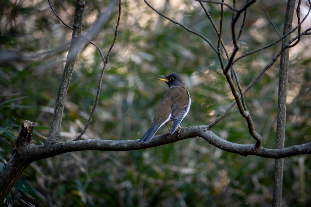最寄りの公園 Ⅴ