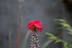 美しい花には…　トゲ凄過ぎ