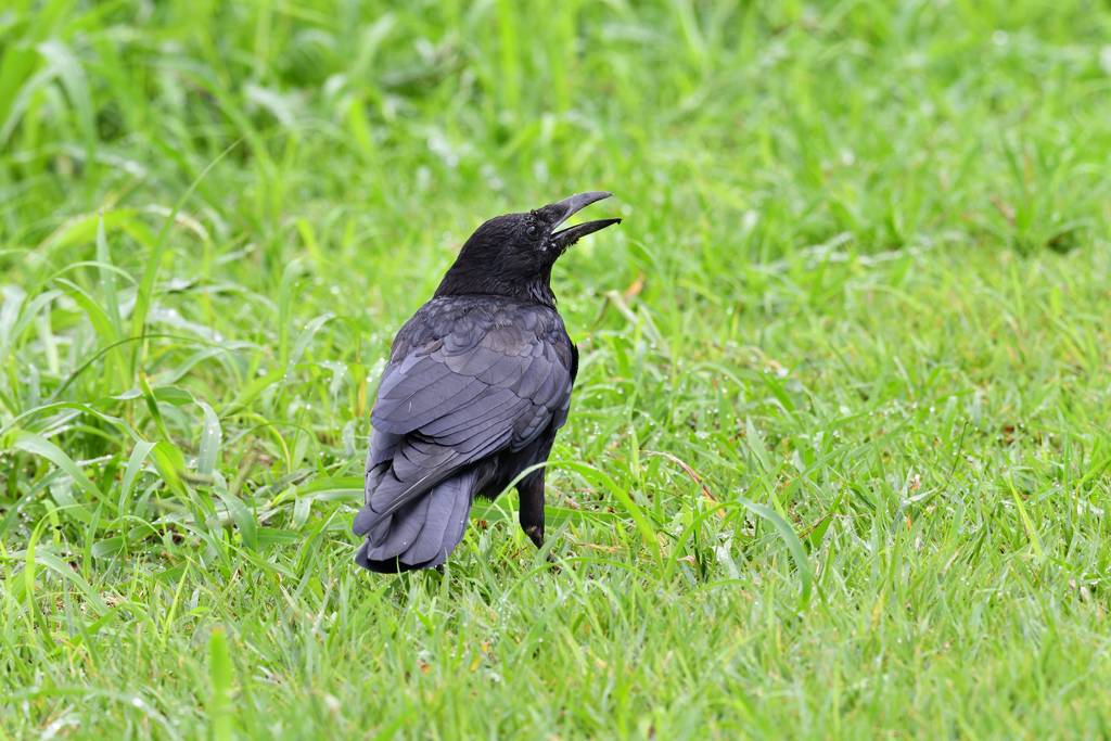 なぜ鳴くの？
