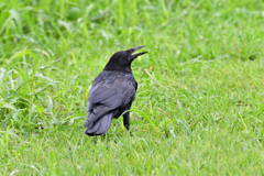 なぜ鳴くの？