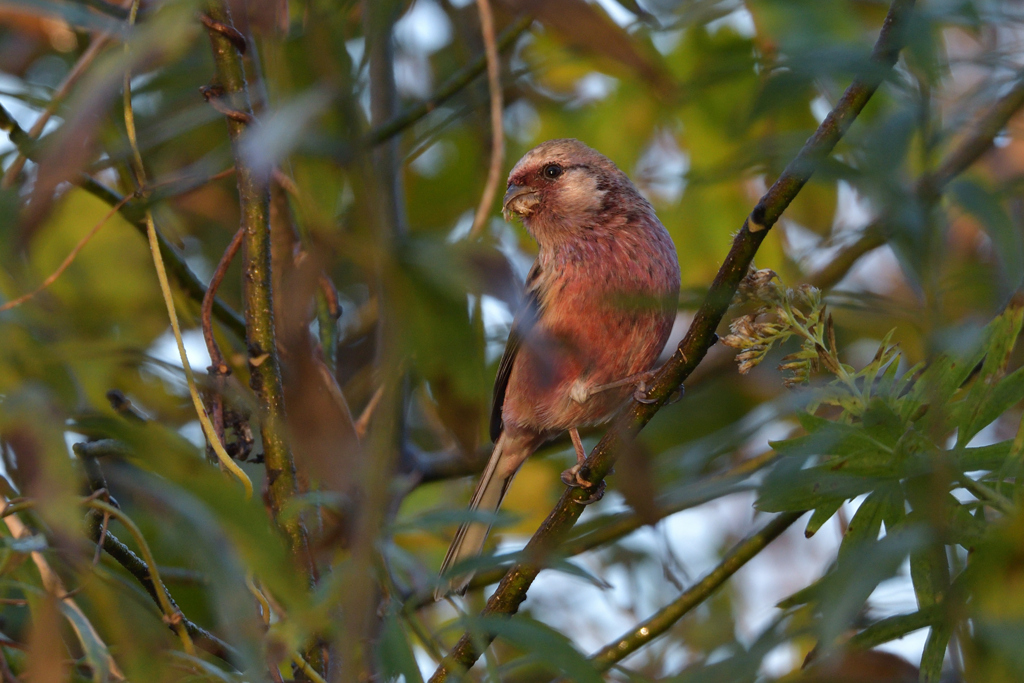 早朝ベニマシコ